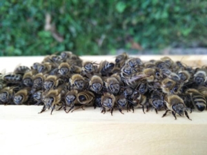 Sozialverhalten Bienen