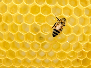 Bienen Wabe