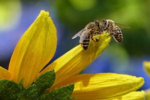 Folgen Bienensterben