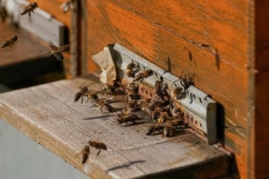 Schwänzeltanz Biene