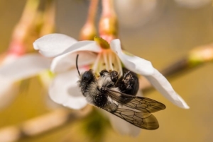 Sozialverhalten Bienen