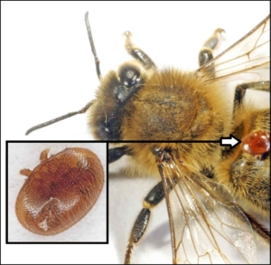 Varroamilbe Bienensterben