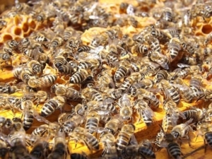 Schwänzeltanz Biene