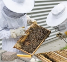 Aufbau Bienenbeute