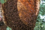 Natürlicher Bienenstock