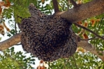 Natürlicher Bienenstock