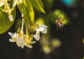 Bestäubung durch Honigbiene