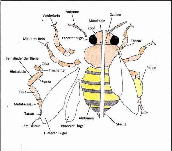Die faszinierende Anatomie der Honigbienen weltderbiene.de