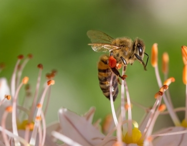 Honigbiene bei Bestäubung