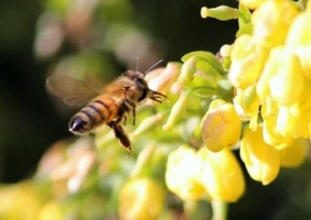 Bestäubung durch Honigbiene