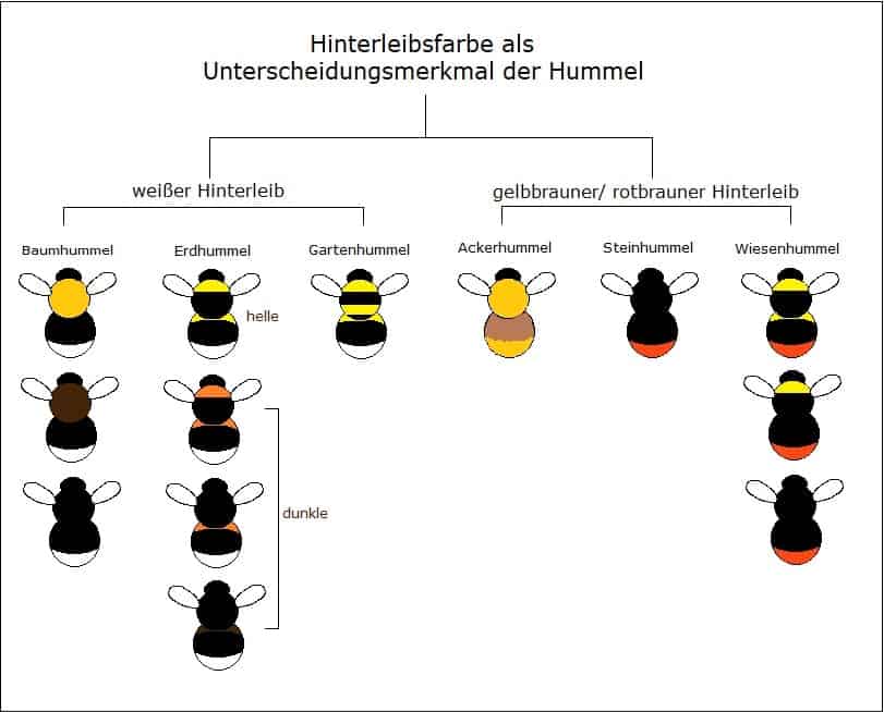 Die Hummel ist der effizienteste Bestäuber - welt-der-biene.de